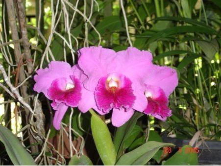orchids